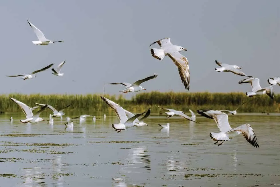 Okhla Bird Sanctuary beside M3M The Cullinan, Sector 94 Noida